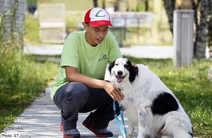 community service at animal shelters near me