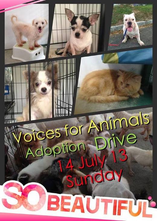 Voices For Animals Adoption Drive (14 Jul 2013)